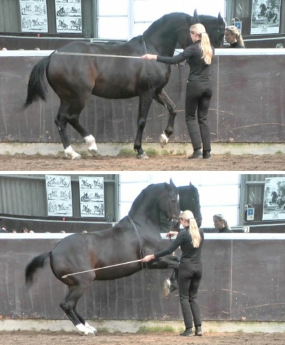 A horse doing the piaffe and levade in work in hand