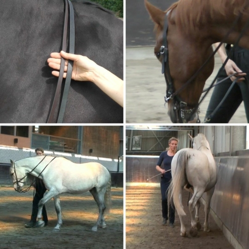 Horses doing circles and haunches-in in work in hand with two reins