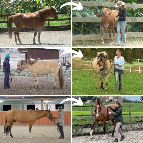 Before-after situations with horses doing work in hand