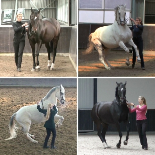 Horses doing the renvers, canter pirouette, and levade in work in hand