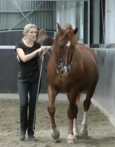 A horse doing the renvers in work in hand