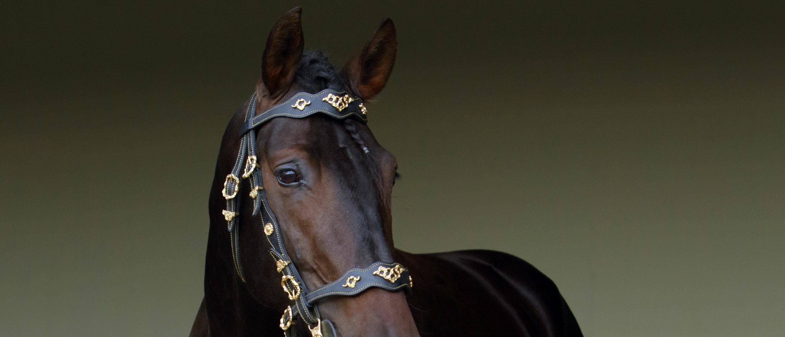 How to Show in Halter Classes - Horse Illustrated