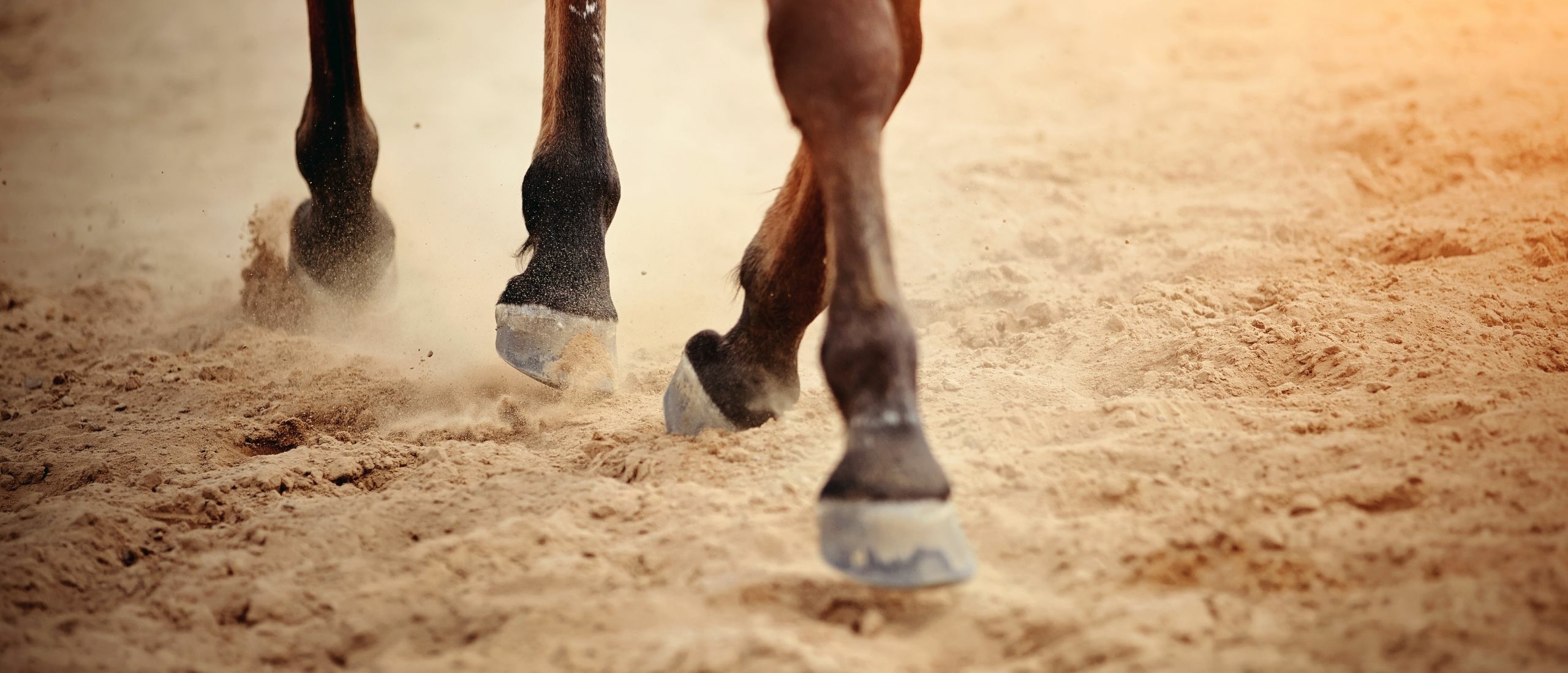 Front legs of the horse - Straightness Training