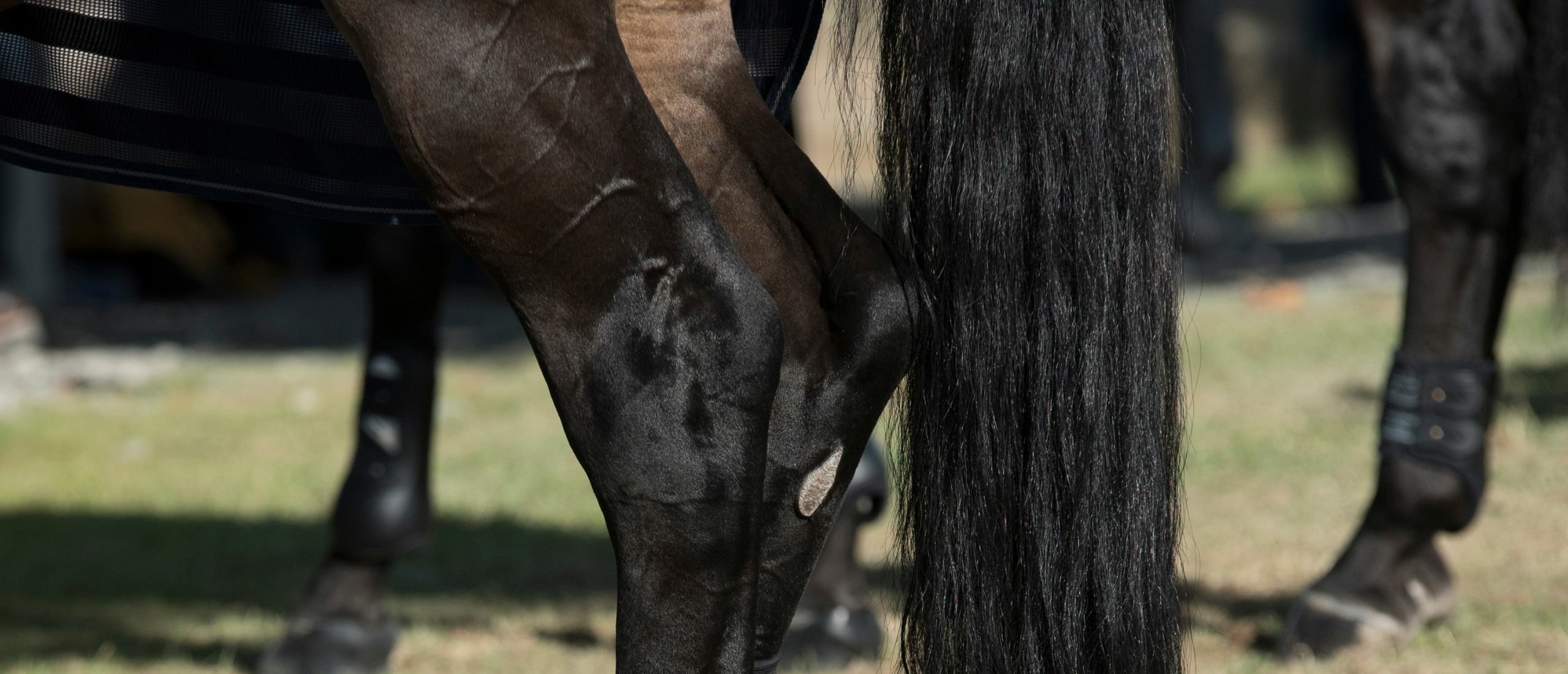 hock-issues-straightness-training