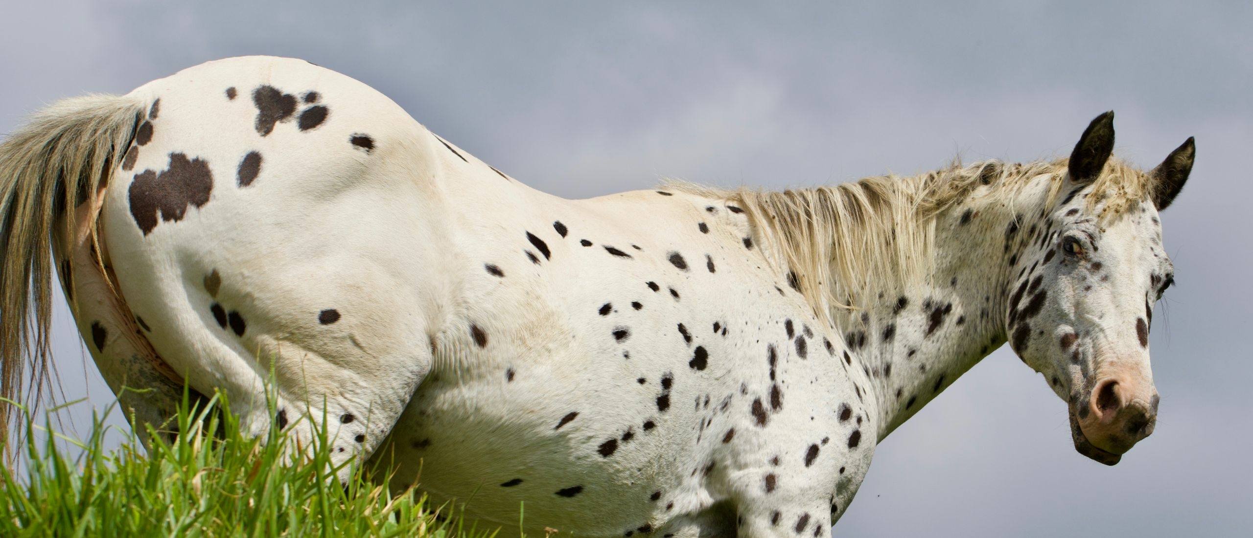 horizontal imbalance horizontal imbalance