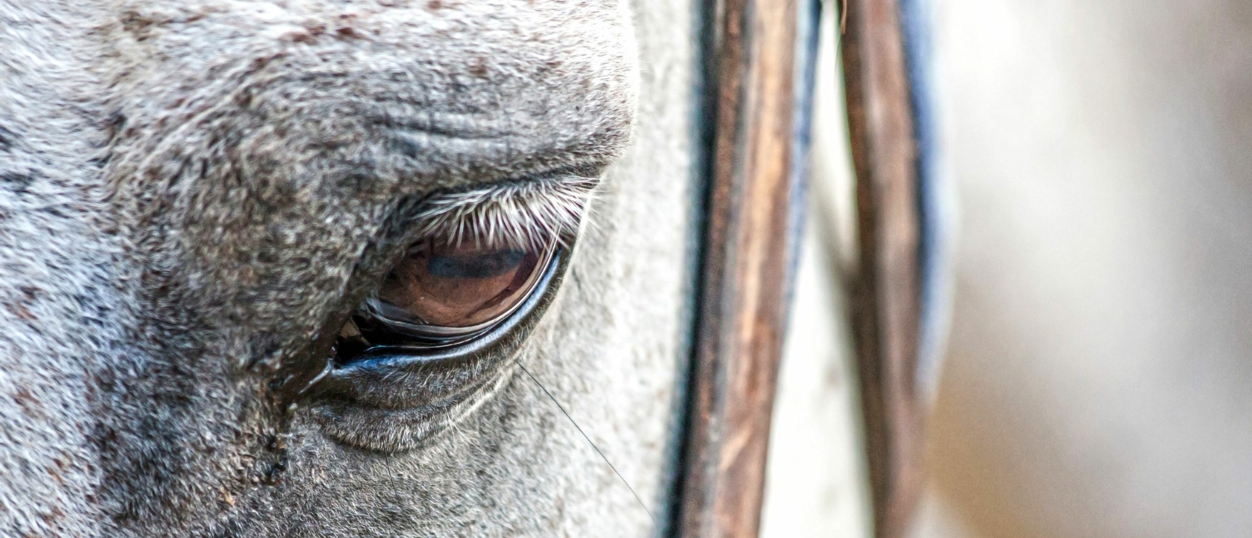 Remember the Horse that almost killed the Foal - He re-trained 