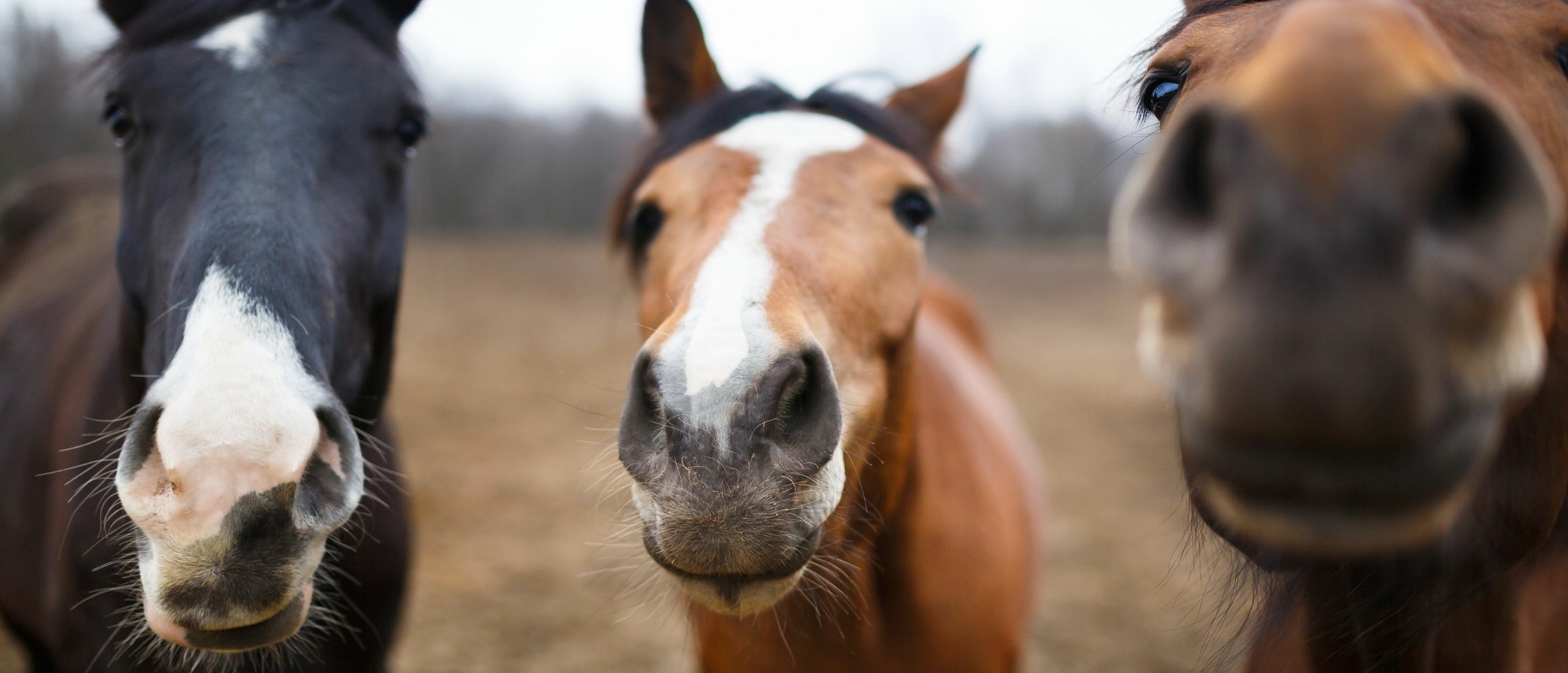 Horse language - Straightness Training