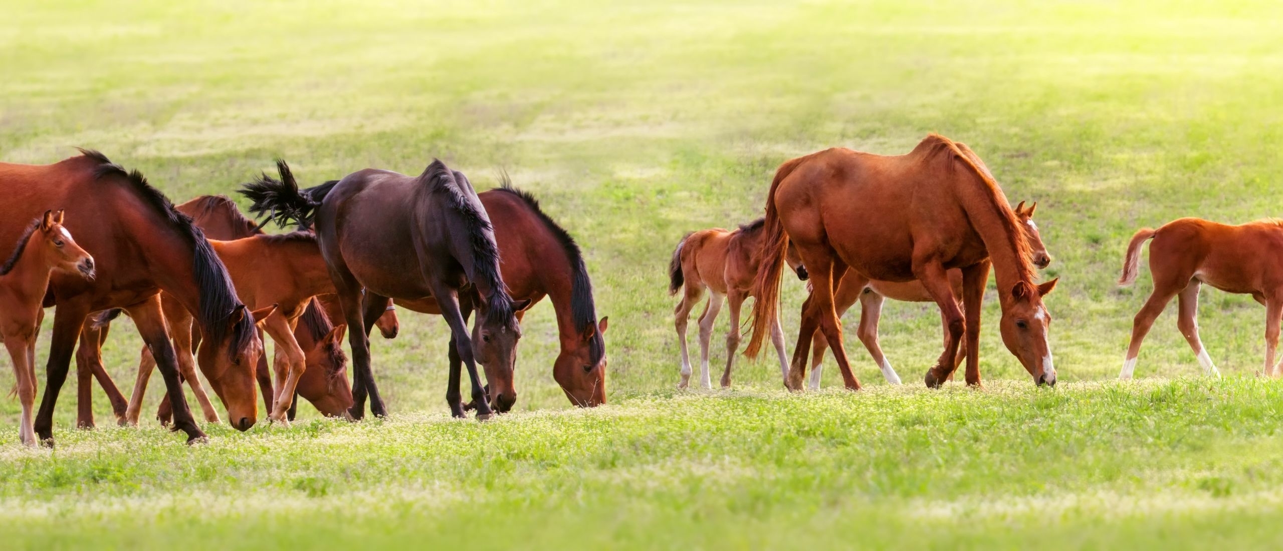 Download A Little Pony In A Field With A Box