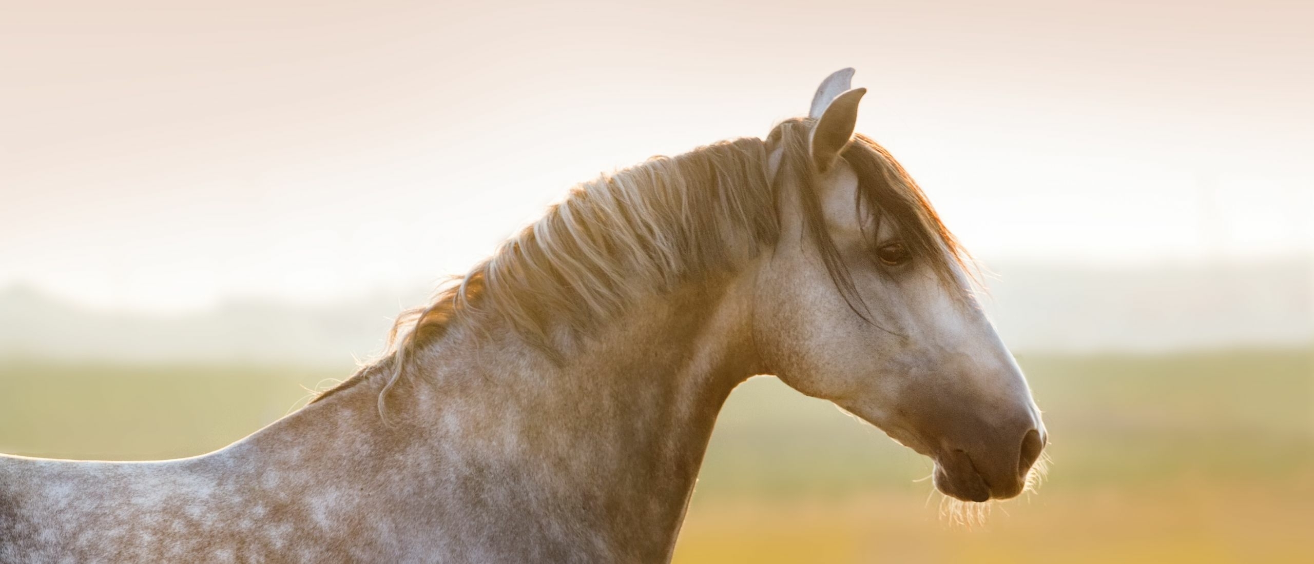 How to handle and educate vicious horses. PART FOURTH. AGES OF