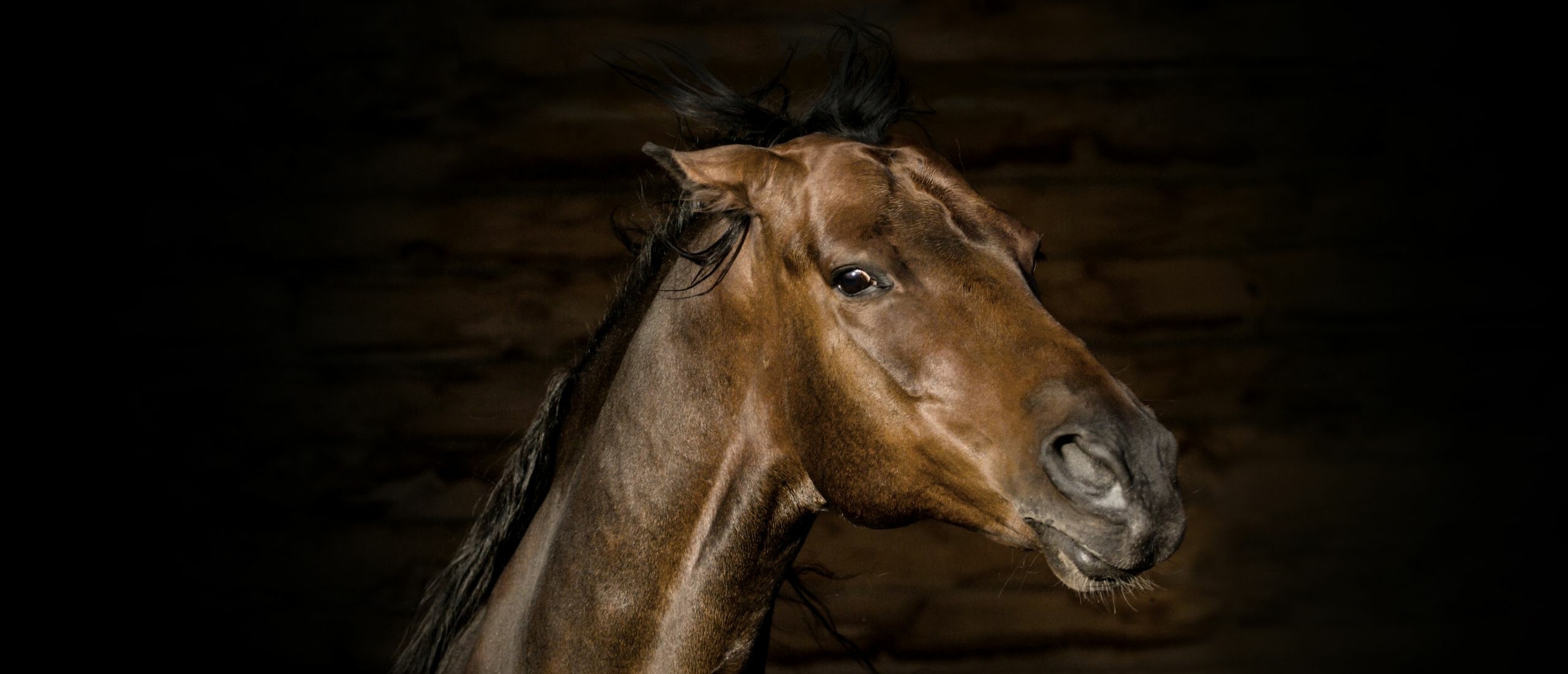 Horses Ears Pinned Back