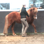 groundwork-icelandic-horse-2