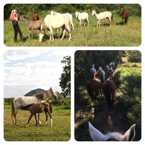 driving-a-herd-of-horses-in-brazil