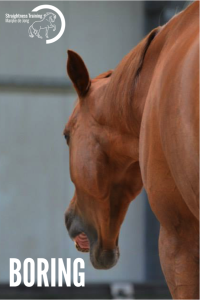 What to Do When Your Horse Gets Bored?