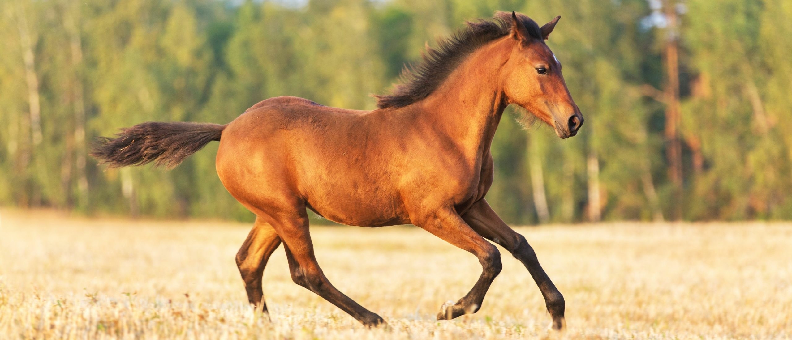 The young horse Straightness training