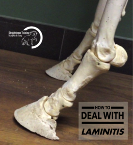 laminitis