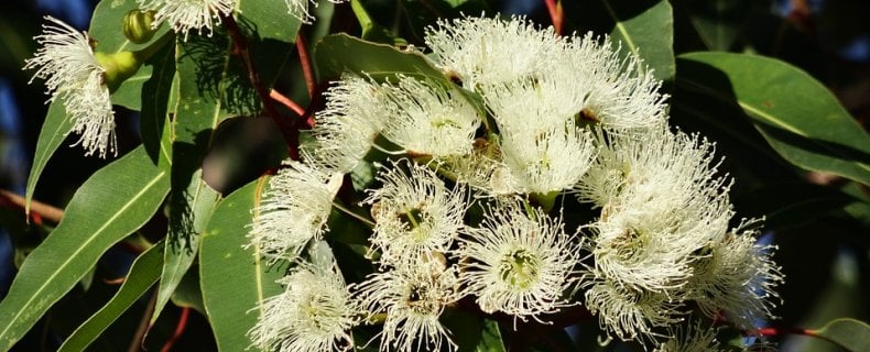 Gezonde eucalyptus