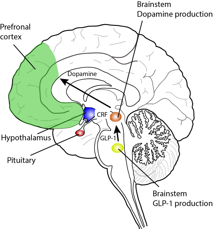 The brain contains systems that link stress and pleasure