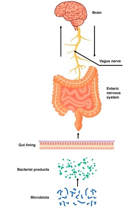 The brain control the gut through the vagus nerve