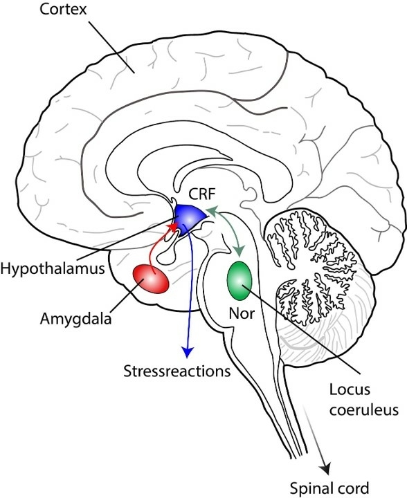 Several brain regions and hormones in the brain can cause gastrointestinal problems during stress