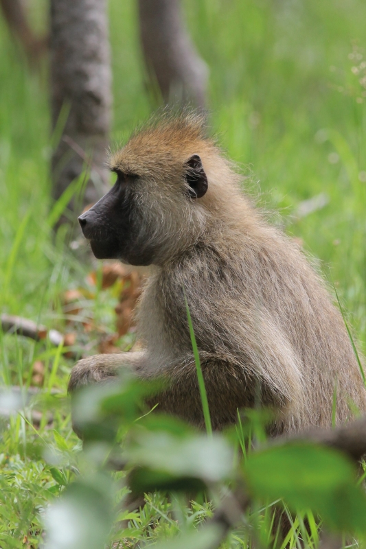 Stress responses in humans and animals are similar