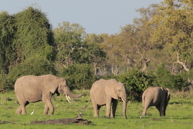 Stress in elephants