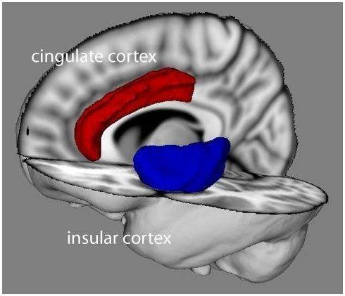 The cingulate cortex and insular cortex are the consciencious part of the emotional brain