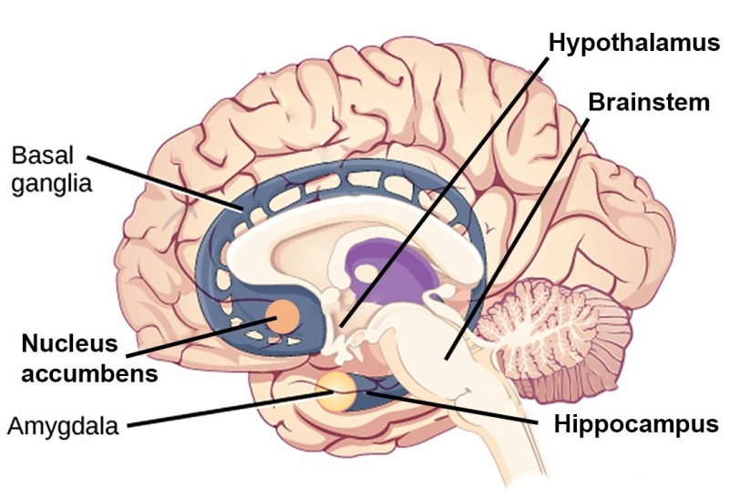 The hypothalamus and brainstem are part of the regulatory emotional brain, and the basal ganglia, nucleus accumbens, hippocampus and amygdala form the unconsious part of the emotional brain