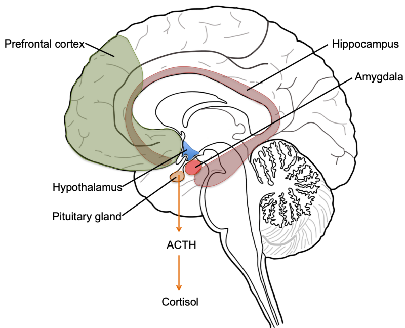 Chronic stress induces changes in the prefrontal cortex, amygdala and hippocampus and these changes are reversible given enough time