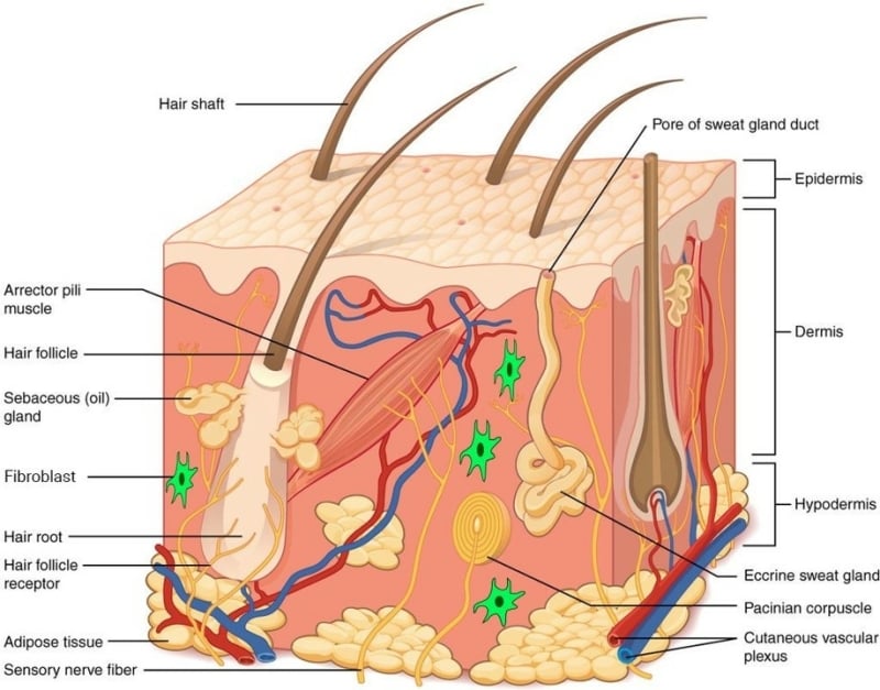 The skin is a complex organ and sensitive to stress