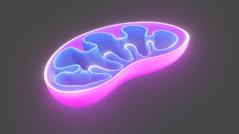 Mitochondria are important parts of our cells that play a role in stress