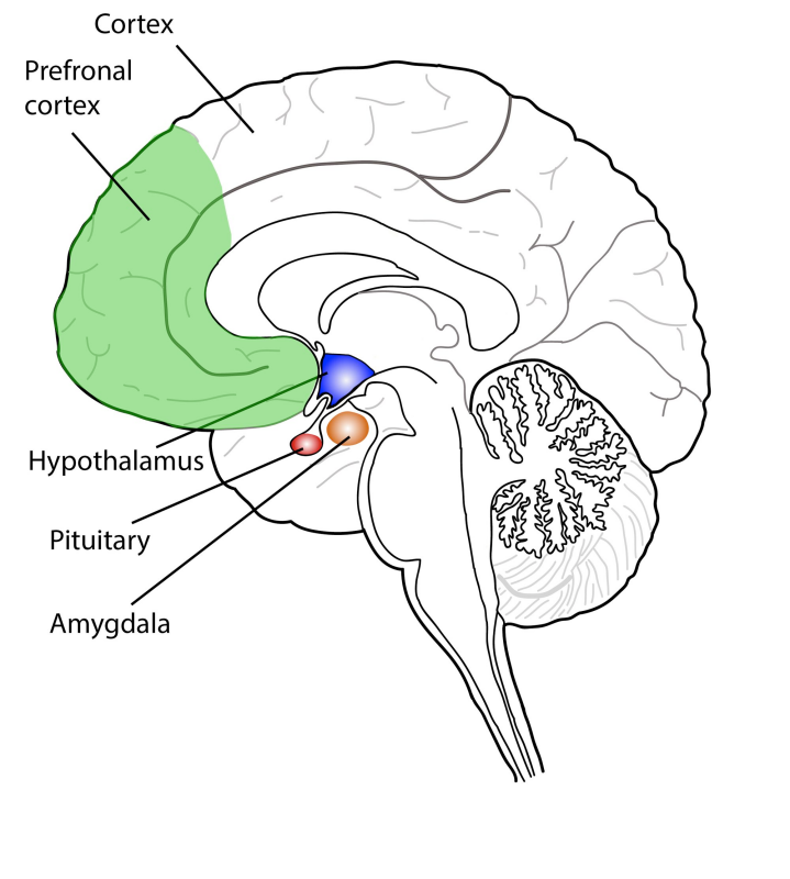 When stress becomes chronic, the fear center of the brain takes control