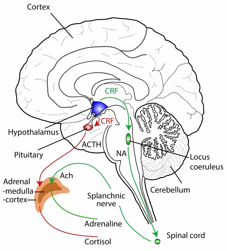 The fast and slow stress responses in animals