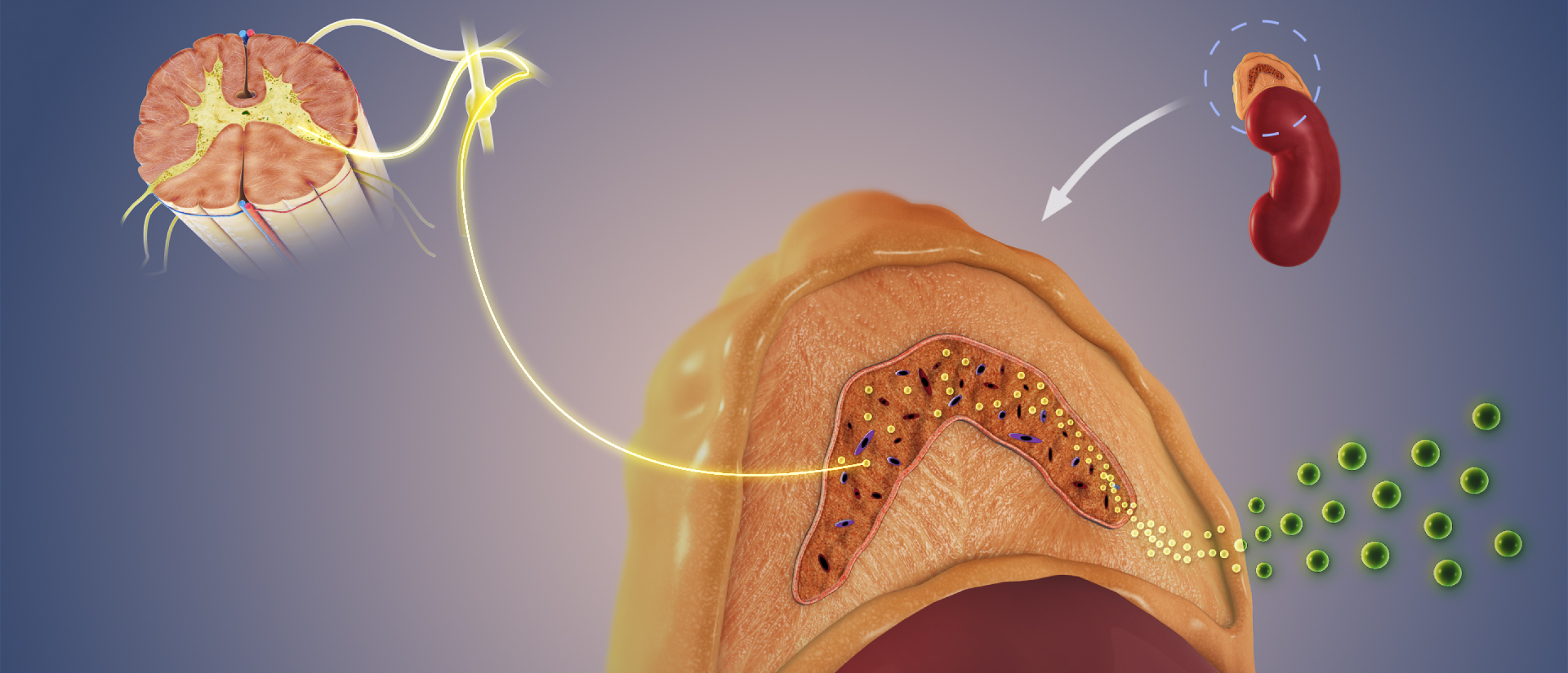 How the sympathetic nervous system influences your body during stress