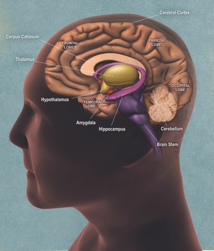 The amygdala activates the sympathetic nervous system during danger and stress