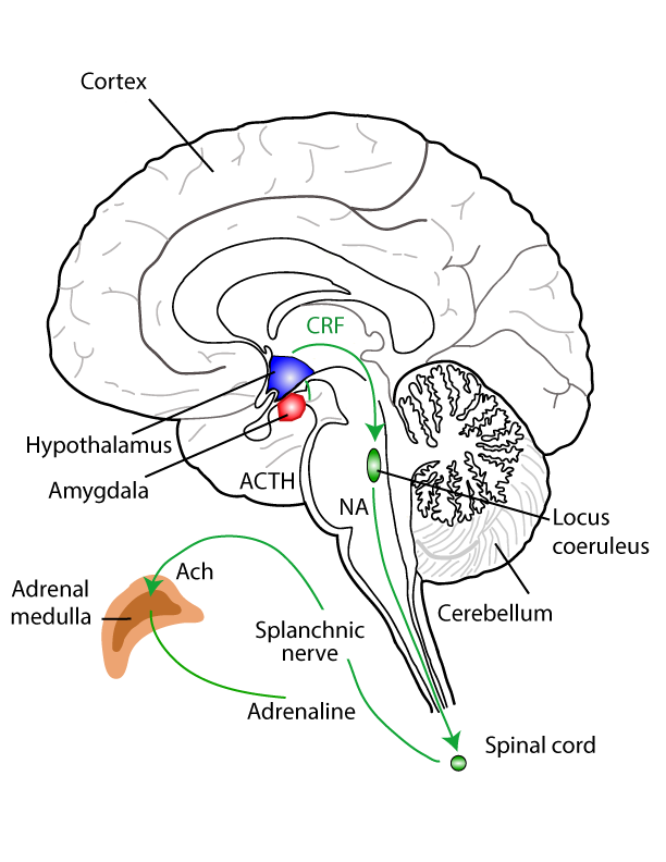 The sympathetic nervous system leads to the release of adrenaline into the blood