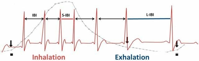 Respiration can be used to determine parasympathetic activity