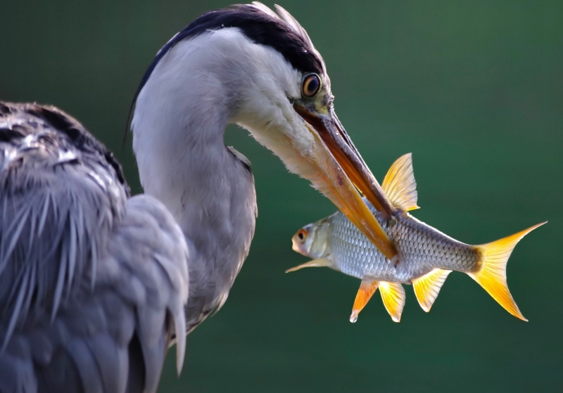 Animals show many symptoms of stress