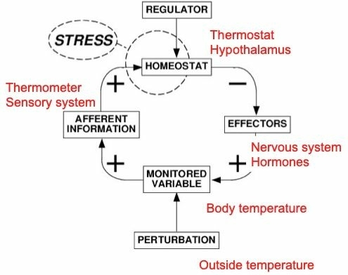 Stress serves to restore equilibrium