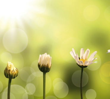 Home StudieArena Leren dementie welzijn in de zorg