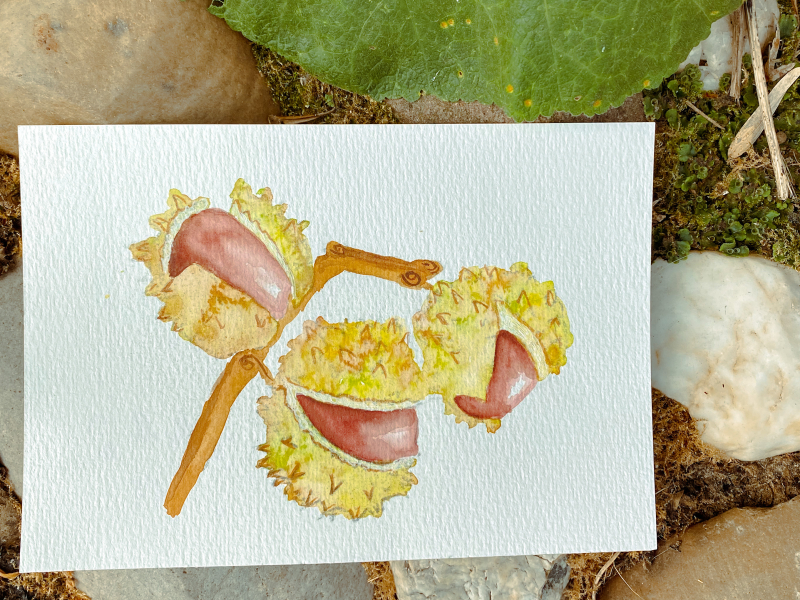 Online aquarel workshop kastanje bolster