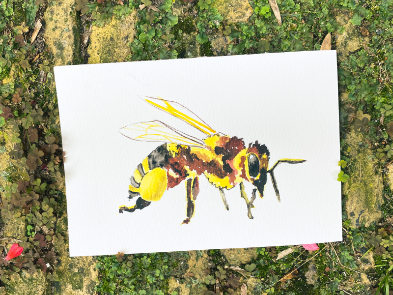 insecten aquarel cursus bij