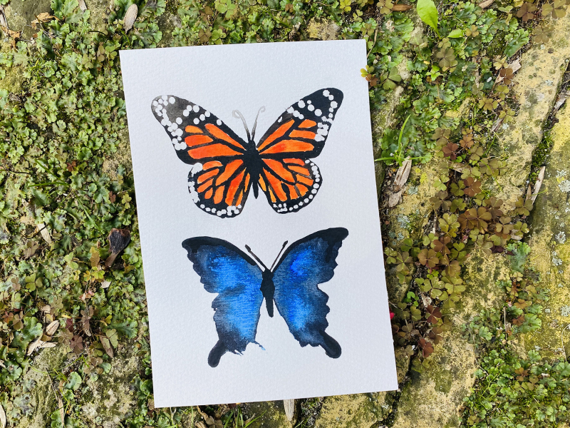 online aquarelles vlinders in aquarelverf