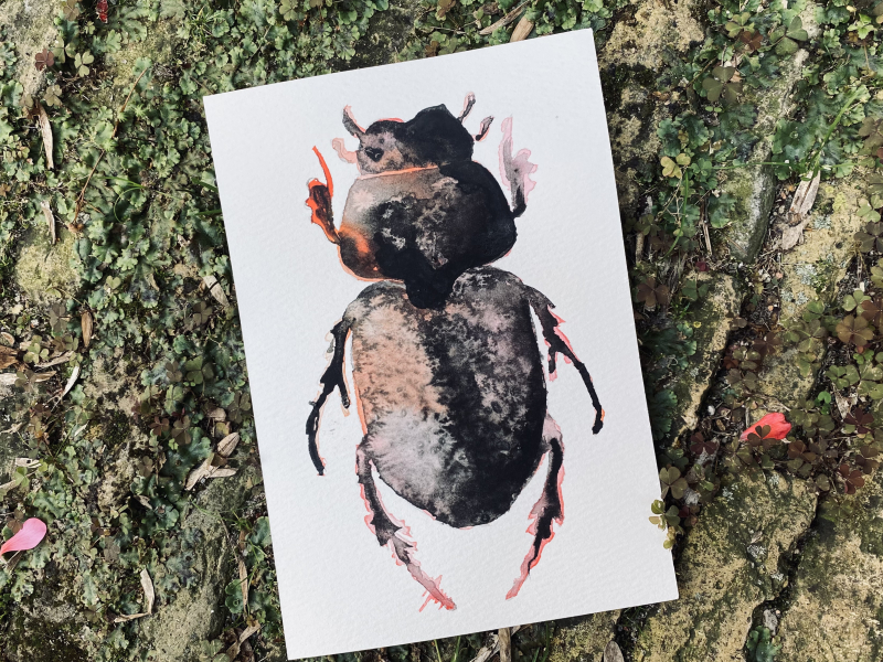 online aquarelverf lessen kever insecten