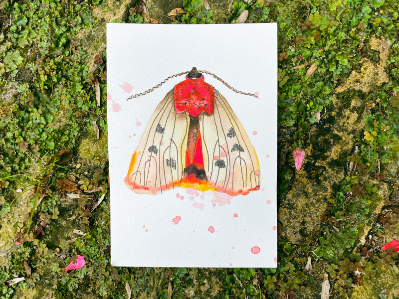 motten aquarel cursus online insecten in aquarelverf