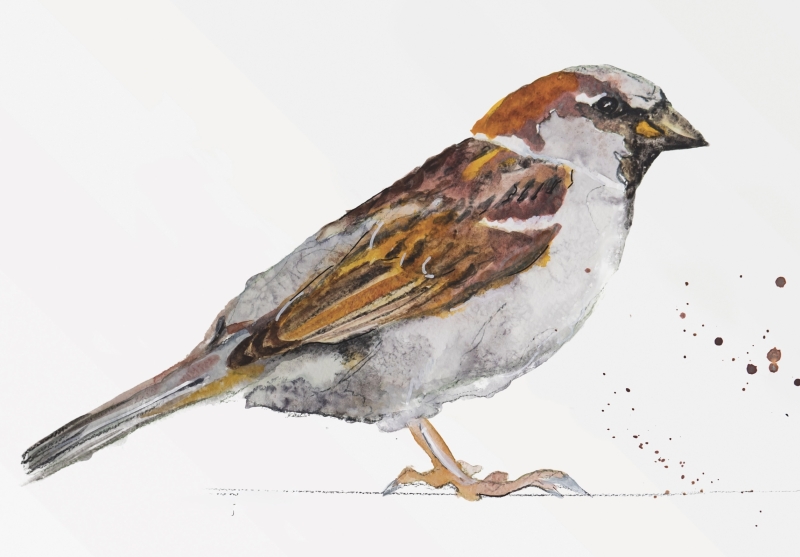vogel in aquarel schilderen Makkelijke aquarel ideeën: 10 dingen die je vandaag kunt schilderen