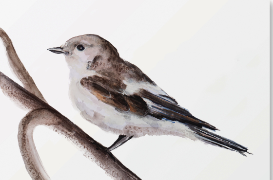 vogel illustratie aquarelverf Angela Peters