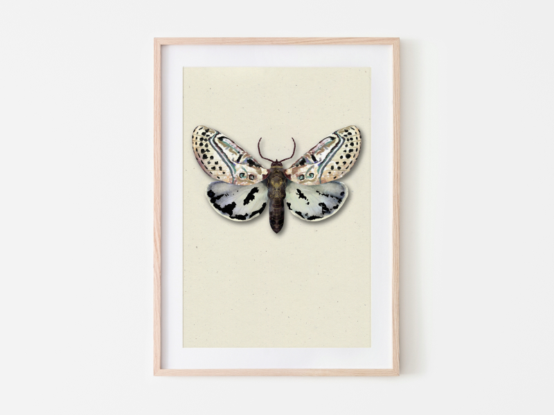 Motten illustratie nachtvlinder Angela Peters studio Angelart