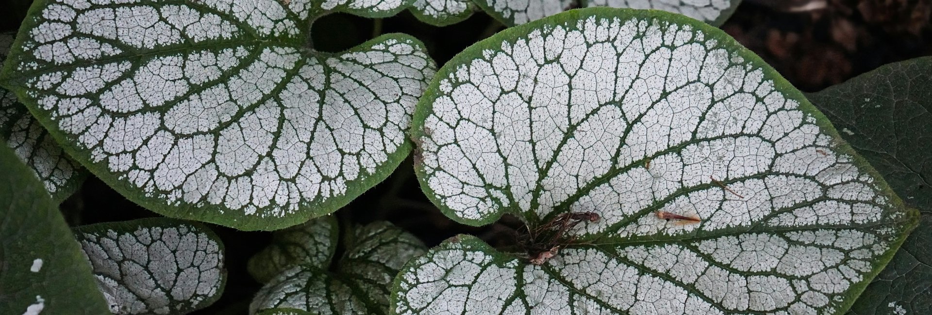 Kaukasisch vergeet me nietjes Brunnera macrophylla 'Jack Frost' Tuinontwerper Soest Studio FluiteCruid