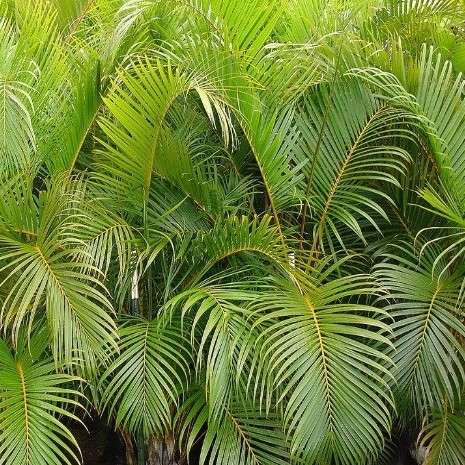 Planten zuiveren de lucht