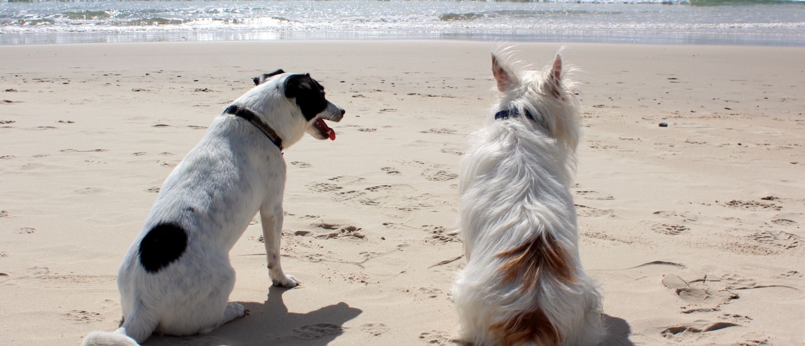Hondenvriendelijke stranden van Spanje in 2024